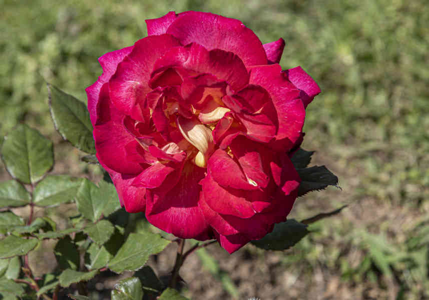Rosa roja - parque de Cervantes - Barcelona - Catalunya 1.jpg